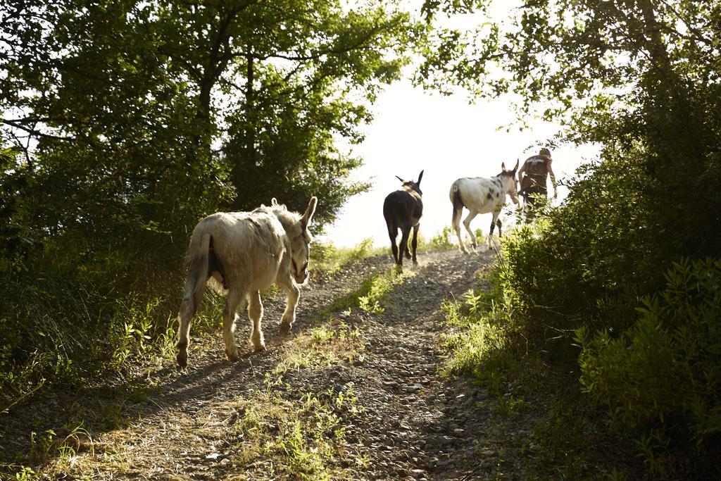 Agriturismo Ca' Del Ciuco Vezzano sul Crostolo Εξωτερικό φωτογραφία